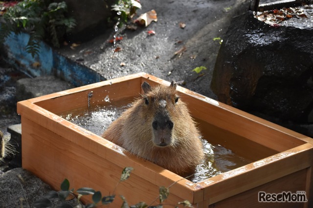 カピバラの湯