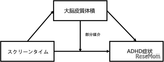 全皮質体積がスクリーンタイムとADHD 症状の関係を部分的に媒介していることが判明