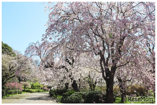 さくら園（2025年撮影）