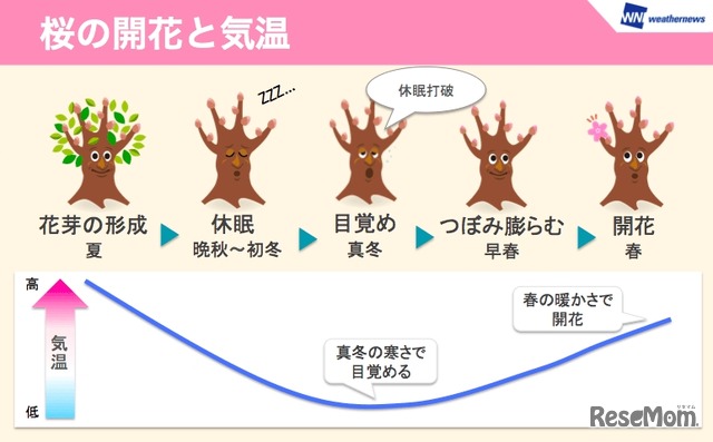 桜の開花と気温