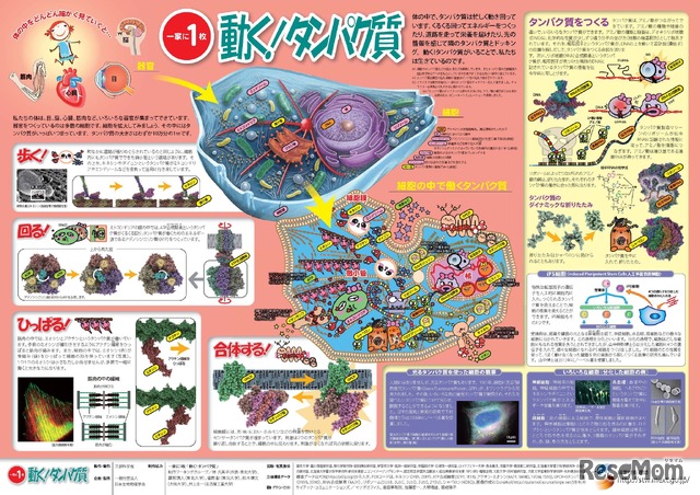 「一家に1枚　動く！タンパク質」