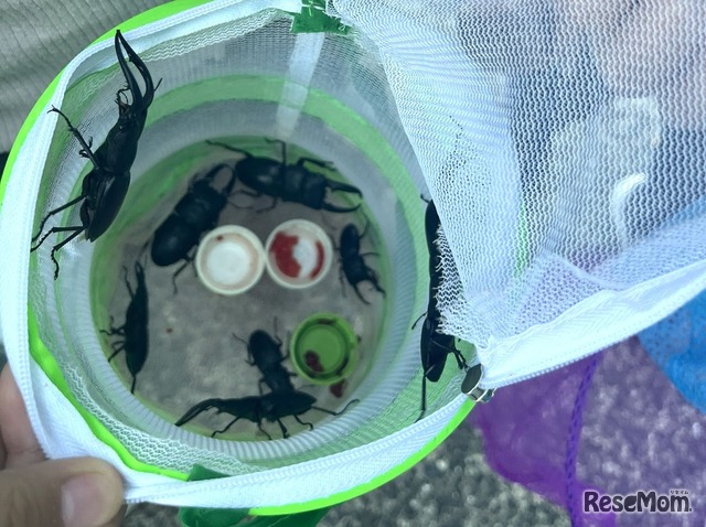 壱岐のクワガタ探索～早朝虫捕り～