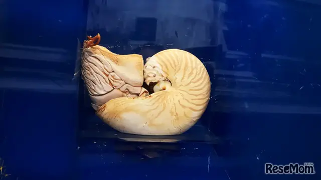 生きた化石・オウムガイ