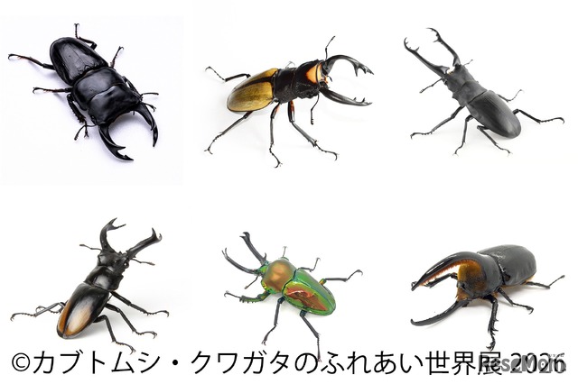 カブトムシ・クワガタのふれあい世界展 2026