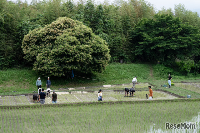 京都亀岡キャンパス内の田んぼで、実習授業を行う学生たち