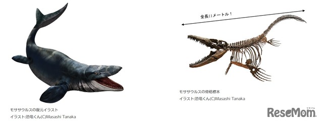 モササウルスの復元イラストと骨格標本