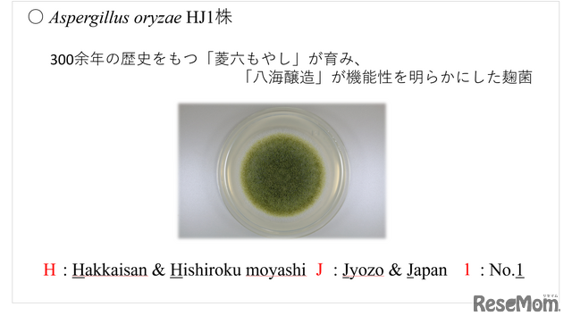 八海山の麹の胞子は「麹塵色（きくじんいろ）」と呼ばれる綺麗な緑色（「第11回日本微生物学連盟フォーラム」八海醸造 倉橋敦さんの発表資料より）