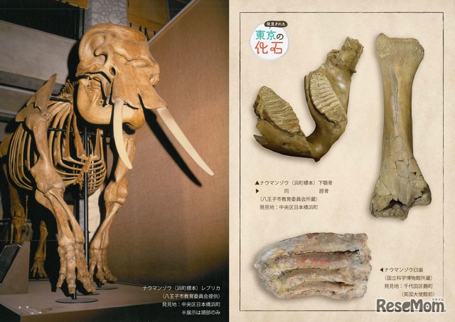 展示内容のイメージ