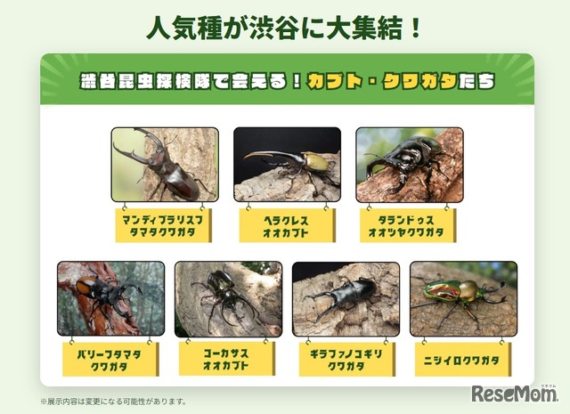 人気種が渋谷に大集合