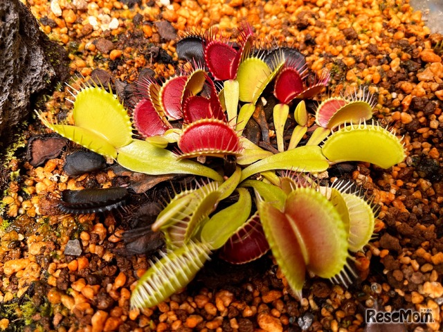 ハエトリソウ（モウセンゴケ科） 学名：Dionaea