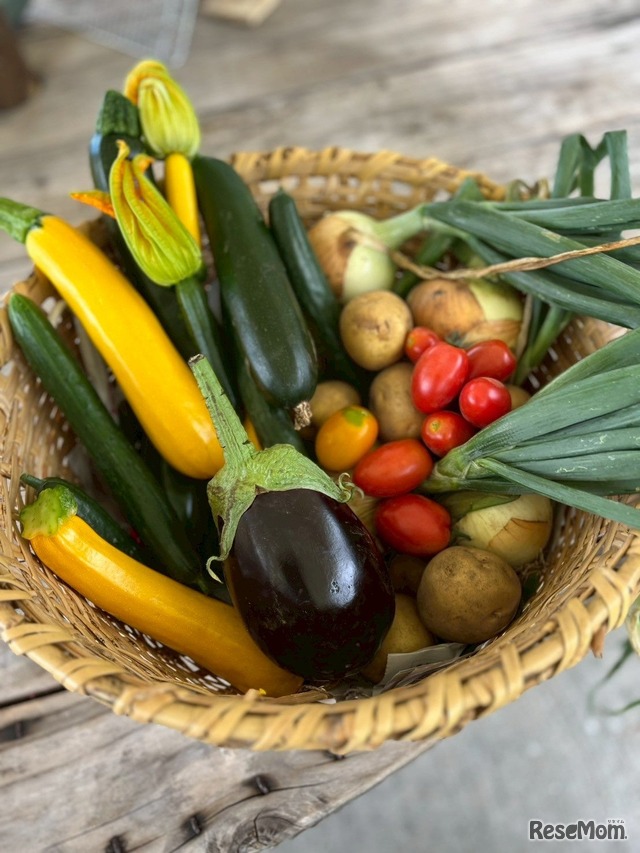 収穫した野菜