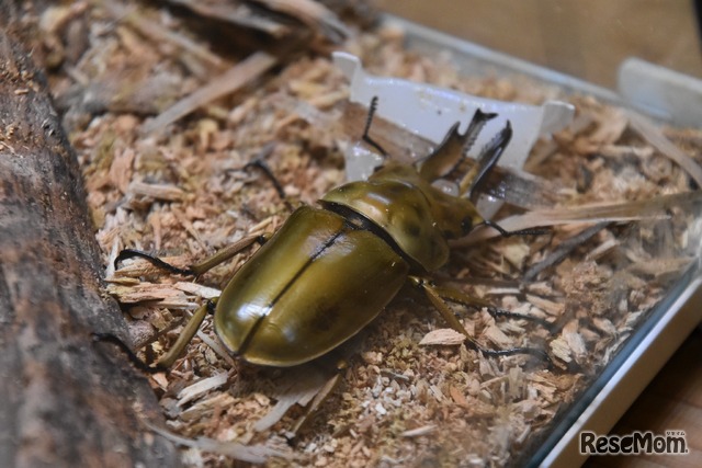 ババオウゴンオニクワガタ
