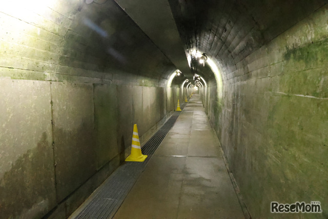 通路の壁にはコケが生育。蛍光灯の光で光合成し、鮮やかな緑色になっている
