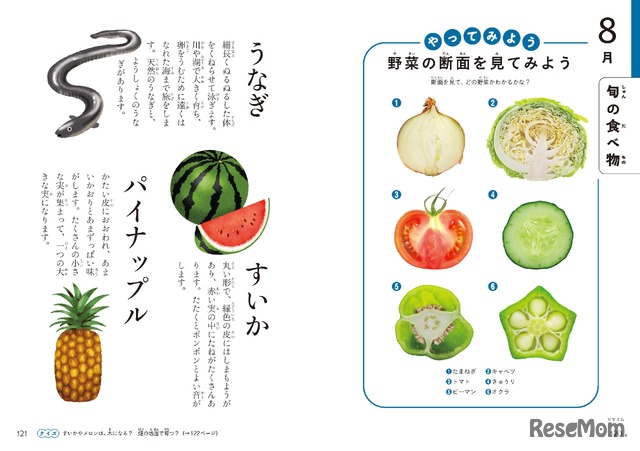 旬の食べ物や、野菜や果物の断面がイラストでわかりやすく説明されている