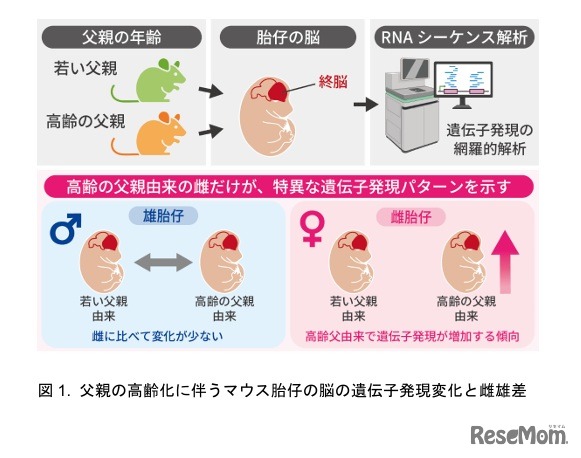 父親の高齢化に伴うマウス胎仔の脳の遺伝子発現変化と雌雄差