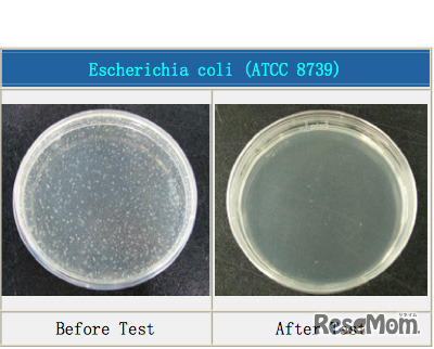 大腸菌。紫外線照射前（左）と後（右）
