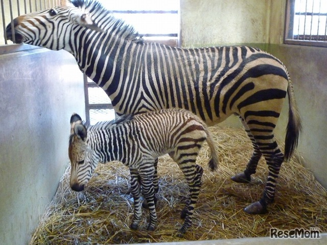 母親のミドリと子ども