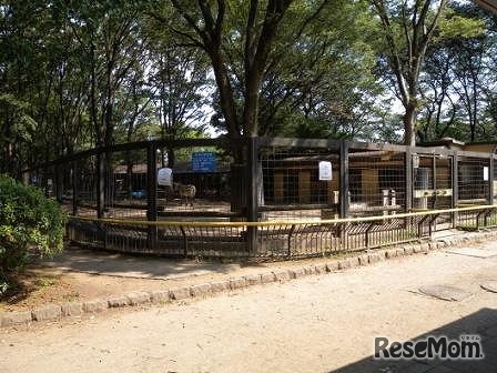 夢見ヶ崎動物公園・シマウマ舎