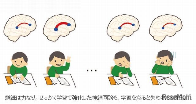 学習継続と脳構築の関係