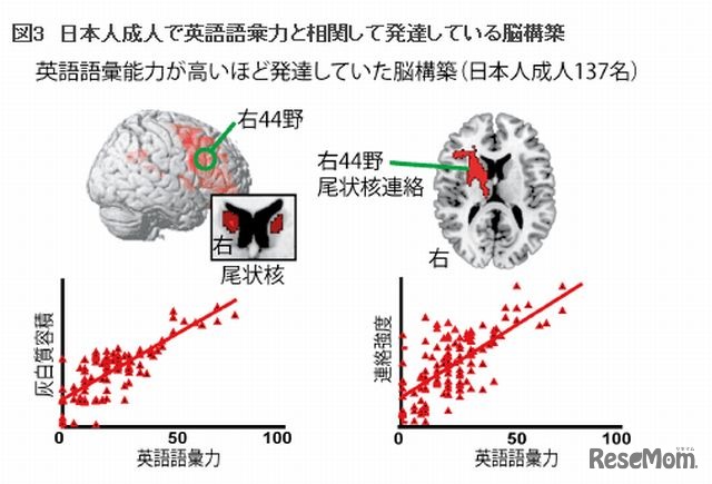 日本人成人で英語語彙力と相関して発達している脳構築