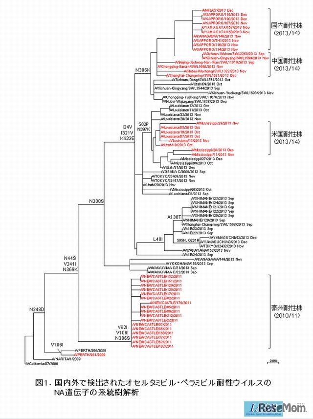 耐性ウイルスのDNA遺伝子の系統樹解析
