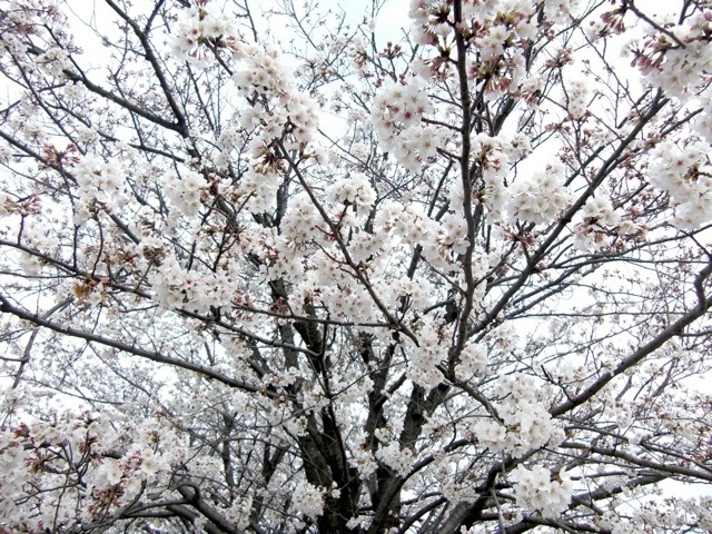 桜（2013年、満開時の様子）