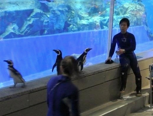 いつも泳いでいる水槽をのぞき込むペンギンたち
