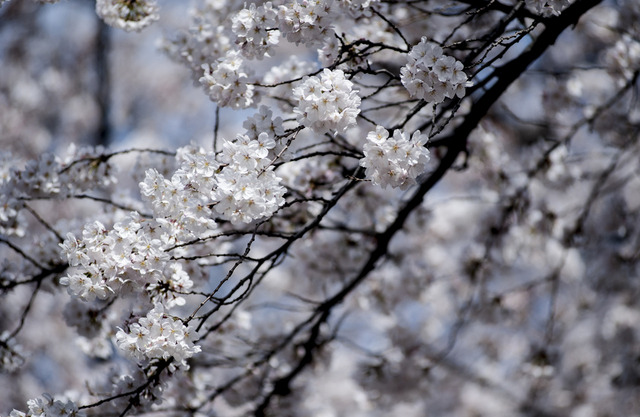 日本の桜（参考画像）