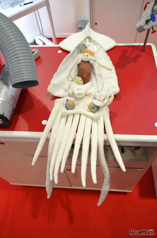 内田洋行ブースに展示されていたイカの解剖モデル