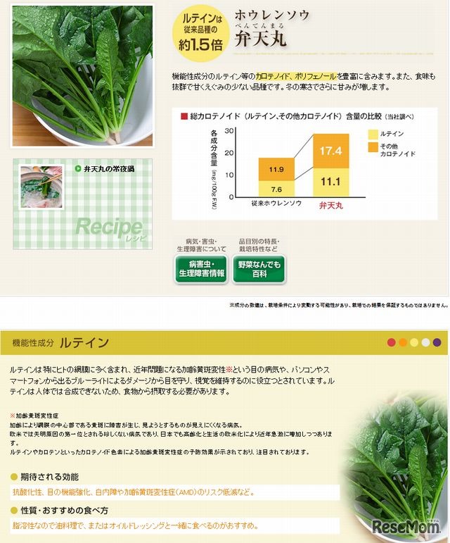 ホウレンソウ「弁天丸」