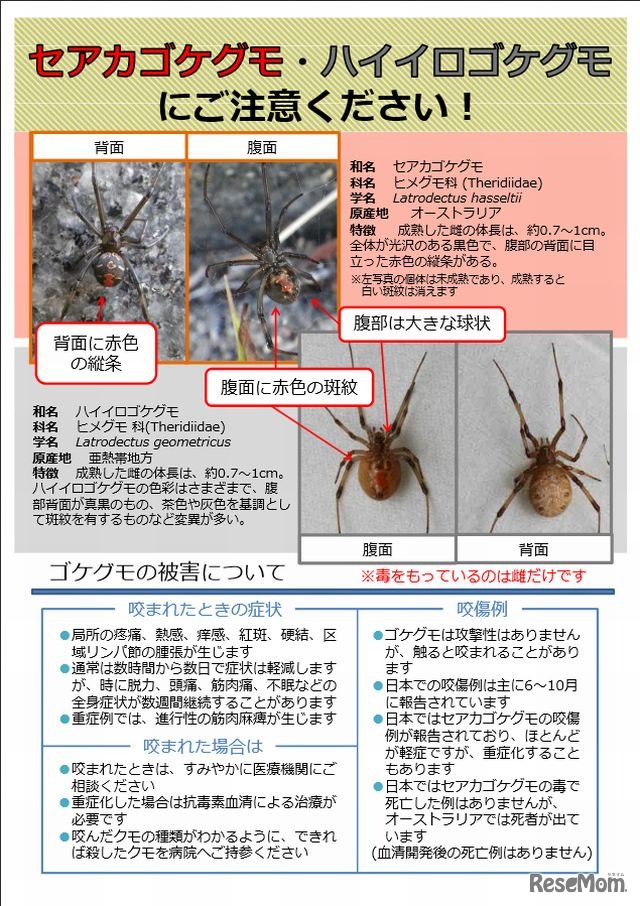 環境省のリーフレット「セアカゴケグモ・ハイイロゴケグモにご注意ください！」