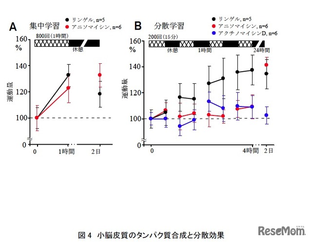 小脳皮質のタンパク質合成と分散効果