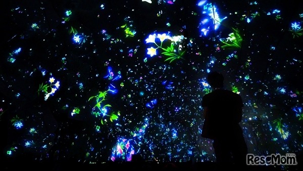 プラネタリウムを使った新作「Falling Universe of Flowers in the Planetarium」