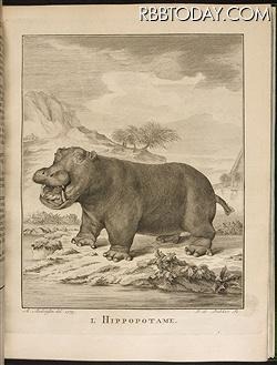 1700年代発刊のビュフォンの「The Natural History of the Hippopotamusor River horse」 1700年代発刊のビュフォンの「The Natural History of the Hippopotamusor River horse」