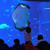ジンベイザメとおとまり体験…海遊館の未就学児向けイベント