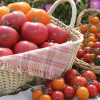 タキイ種苗「トマトに関する意識調査」
