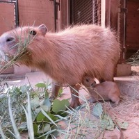 母親と赤ちゃん（10月12日撮影）　(c) 埼玉県こども動物自然公園