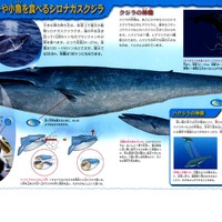 プランクトンや小魚を食べるシロナガスクジラ
