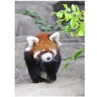 赤ちゃんレッサーパンダ「ティアラ」公開…神戸市立王子動物園