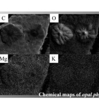 電子顕微鏡による一ノ瀬クワの中のプラントオパールの元素マッピング