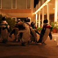 クリスマスペンギンパレード　夜のようす