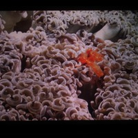 迫力の3D映像で、「美ら海」の生きものの生態を学ぼう！