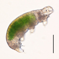 蘇生した南極クマムシSB-3系統の個体。腹部の緑色は餌のクロレラ。右の線は0.1ミリメートル。　(c) Tsujimoto M. et al. Cryobiology, 2015