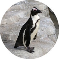 ケープペンギン／「仙台うみの杜水族館」