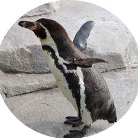 フンボルトペンギン／「仙台うみの杜水族館」