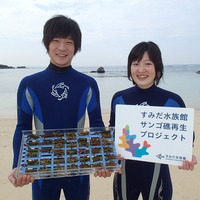 沖縄の海へのサンゴ移植活動