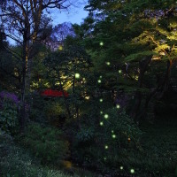 蛍を鑑賞できるホテル椿山荘東京の庭園（イメージ）