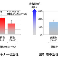 運動時の疲労感と筋肉痛をラクトトリペプチド含有乳タンパク分解物が軽減