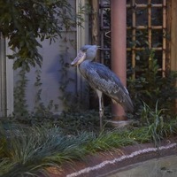 上野動物園「ハシビロコウ」　(c) 公益財団法人東京動物園協会