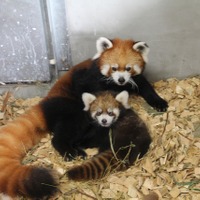 公開が開始されたレッサーパンダの親子　画像提供：日本平動物園